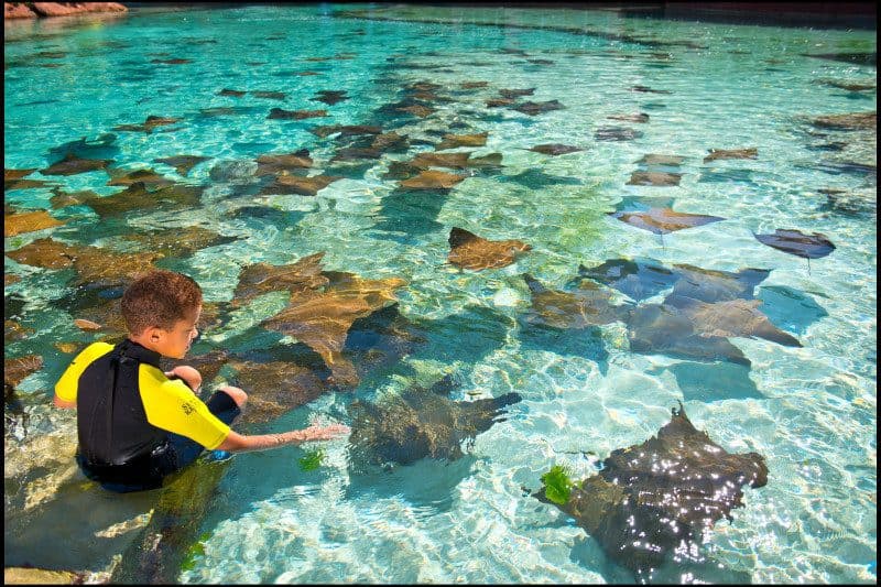 Boy in water with Atlantis Resort Bahamas stingrays