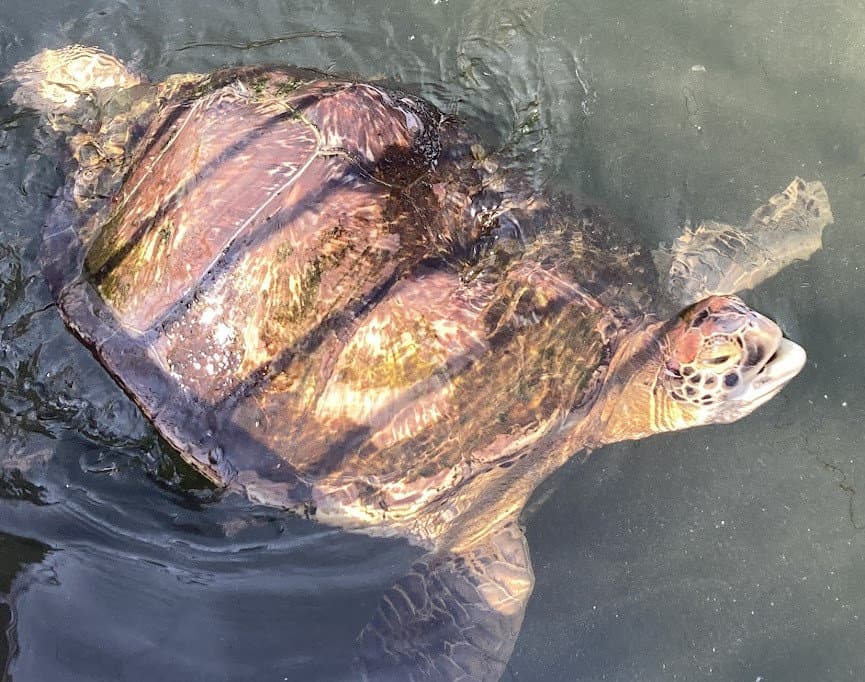 Big turtle swimming at Turtle Hospital in Florida.