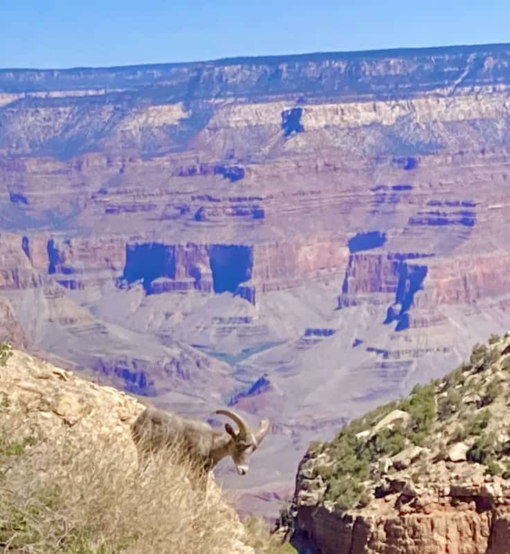 Sheep in front of view of Grand Canyon