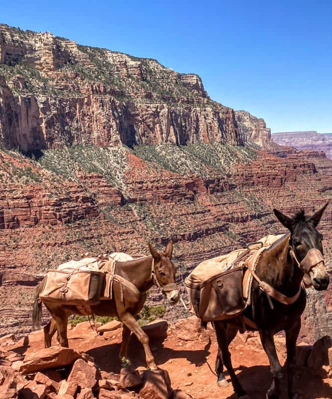 Mules climbing rocks in South Rim of Grand Canyon.