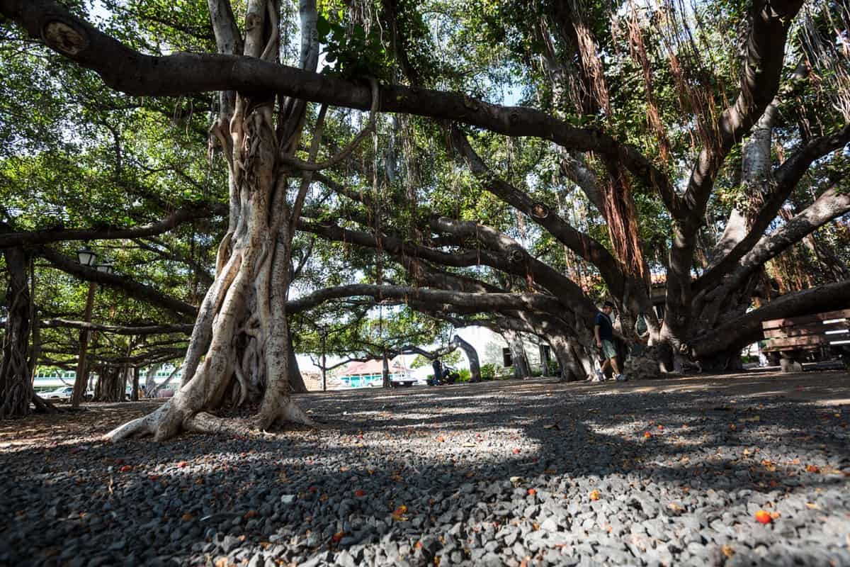 Banyan Tree Park Lahaina Maui