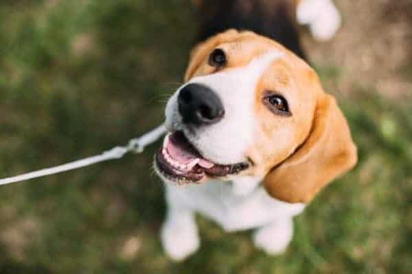 Rover American miles - beagle dog