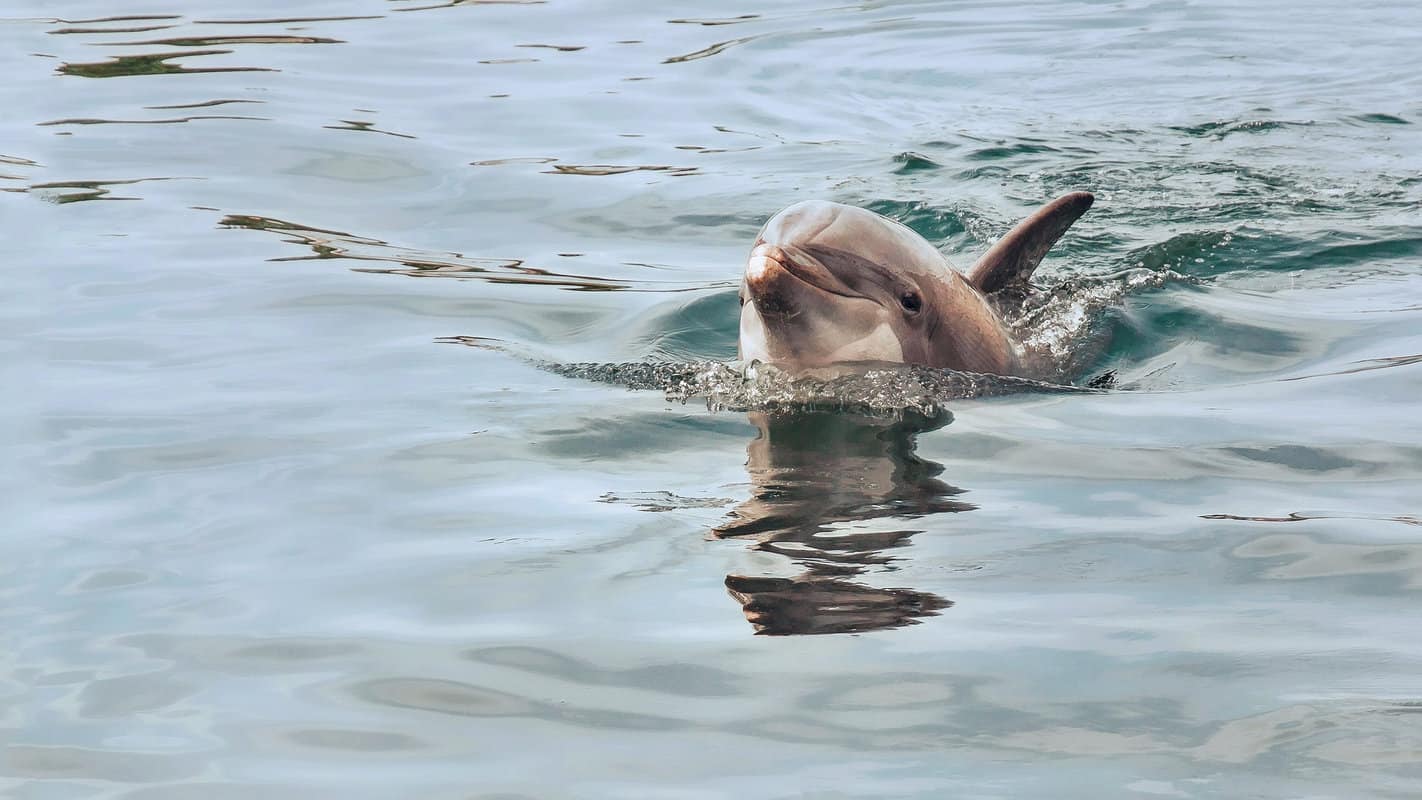 A dolphin swimming close to our boat!