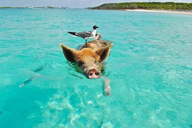 Pig swiming with a bird on his head in Big Major Cay - Bahamas