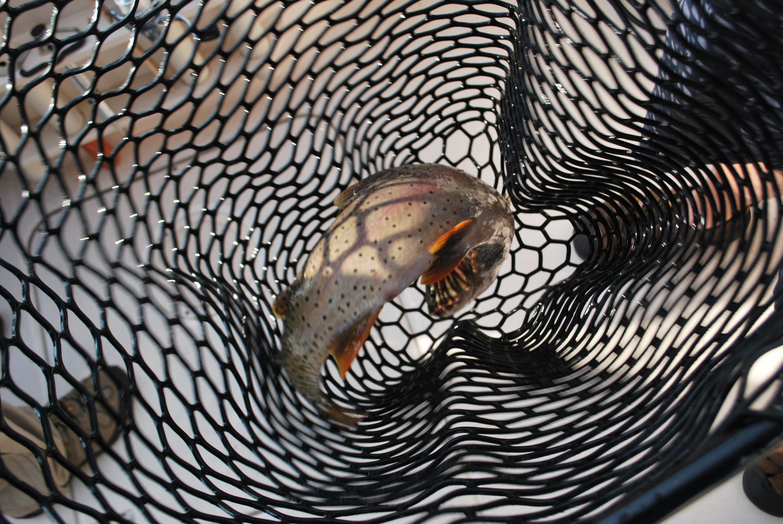 Fish caught in bottom of net