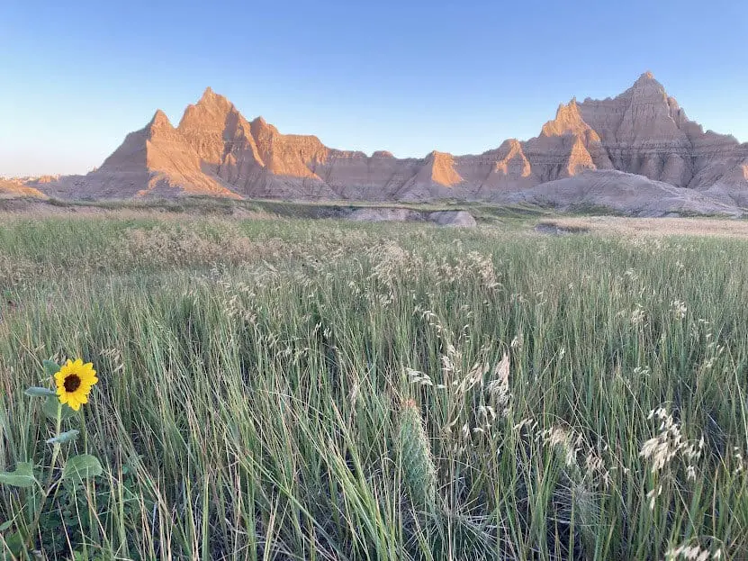Tall grass and yellow flower with Badlands National Park mountains