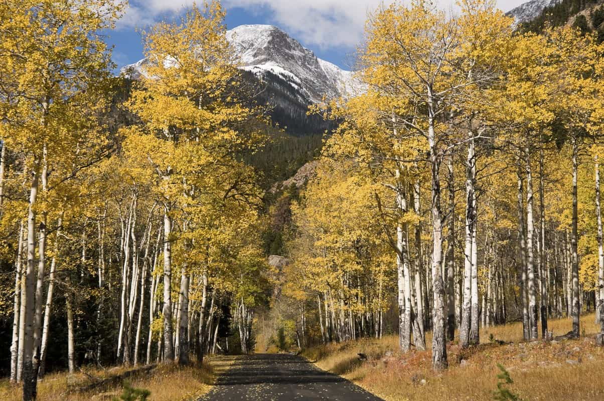 Rocky Mountain National Park fall aspens