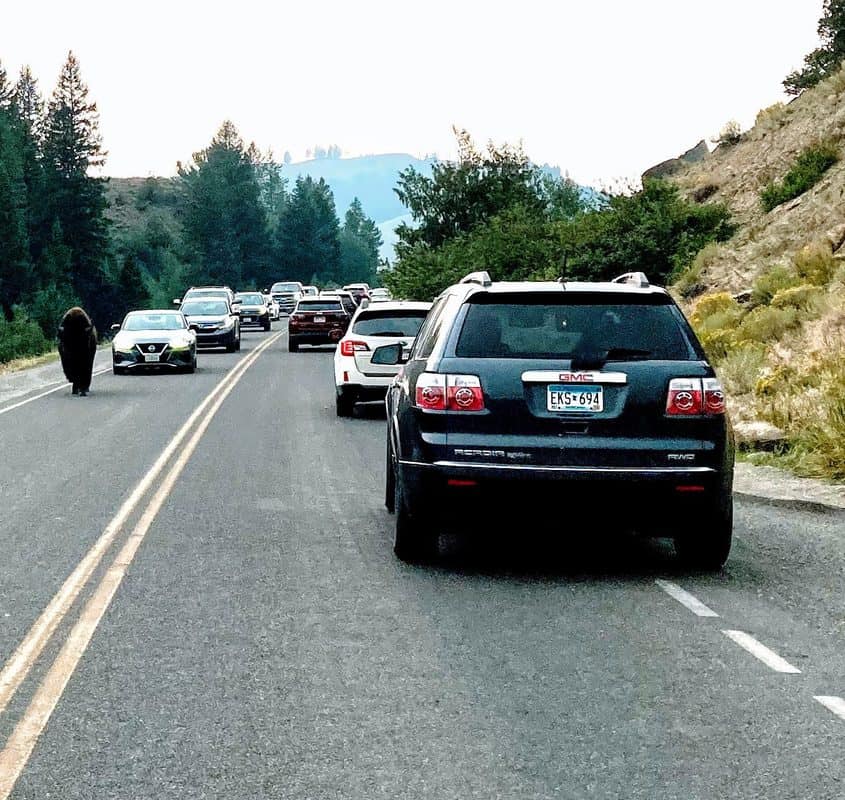 Traffic and bison on road in Yellowstone National Park