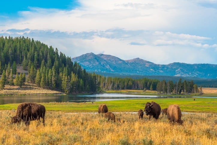 Bison grazing at Yellowstone National Park 